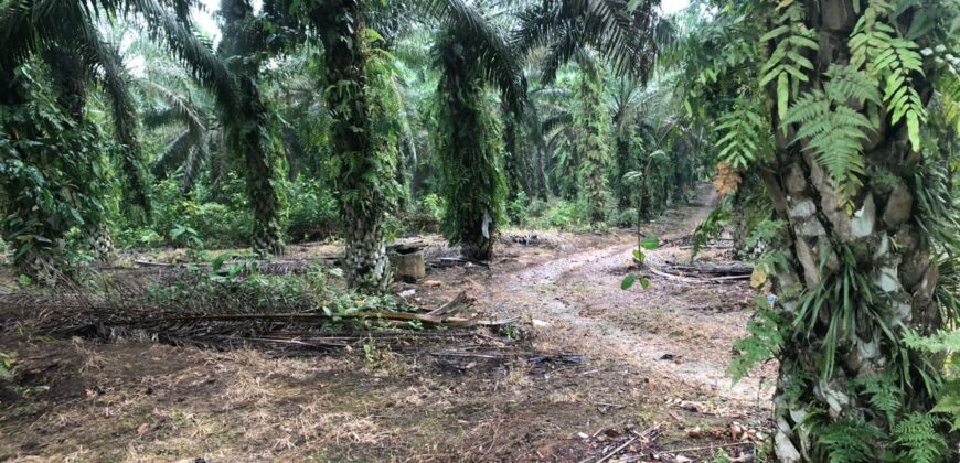 2 Acres Agriculture Land For Sale at Mukim Batu 35 Bukit Batu Kulai.*
