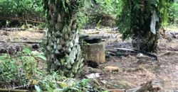 2 Acres Agriculture Land For Sale at Mukim Batu 35 Bukit Batu Kulai.*