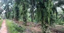 2 Acres Agriculture Land For Sale at Mukim Batu 35 Bukit Batu Kulai.*