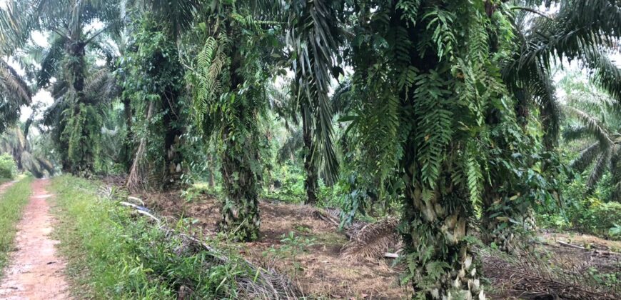 2 Acres Agriculture Land For Sale at Mukim Batu 35 Bukit Batu Kulai.*