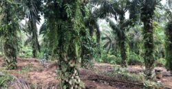 2 Acres Agriculture Land For Sale at Mukim Batu 35 Bukit Batu Kulai.*