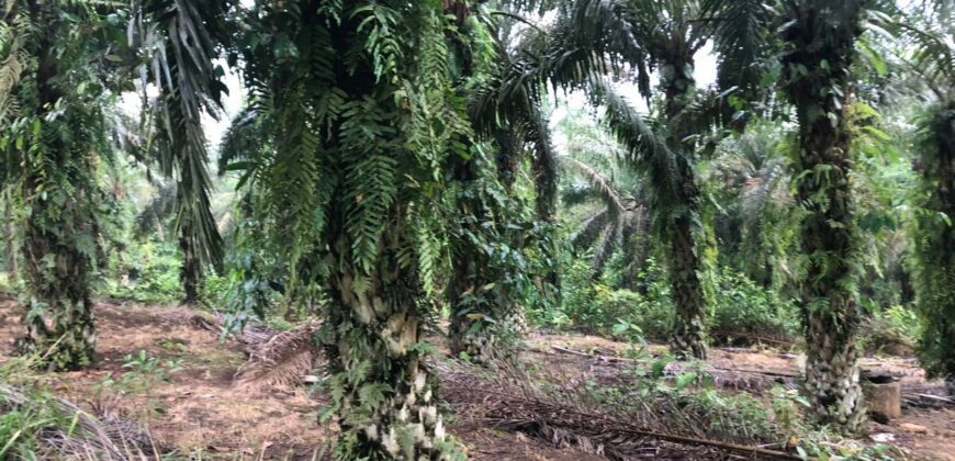 2 Acres Agriculture Land For Sale at Mukim Batu 35 Bukit Batu Kulai.*