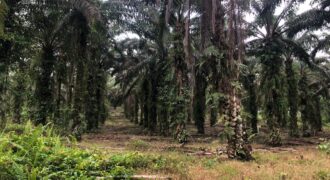 2 Acres Agriculture Land For Sale at Mukim Batu 35 Bukit Batu Kulai.*