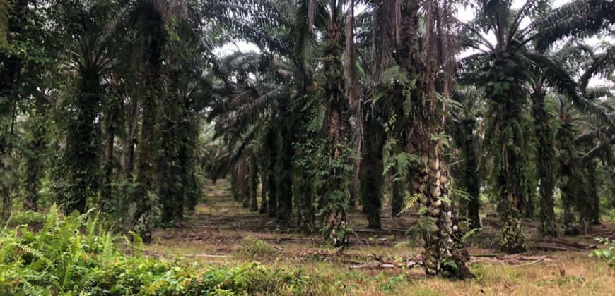 2 Acres Agriculture Land For Sale at Mukim Batu 35 Bukit Batu Kulai.*