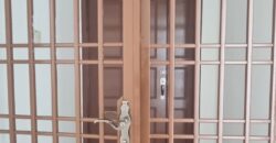Mewah View Luxurious Apartments Pent House @ Taman Bukit Mewah, Tampoi for Rent*
